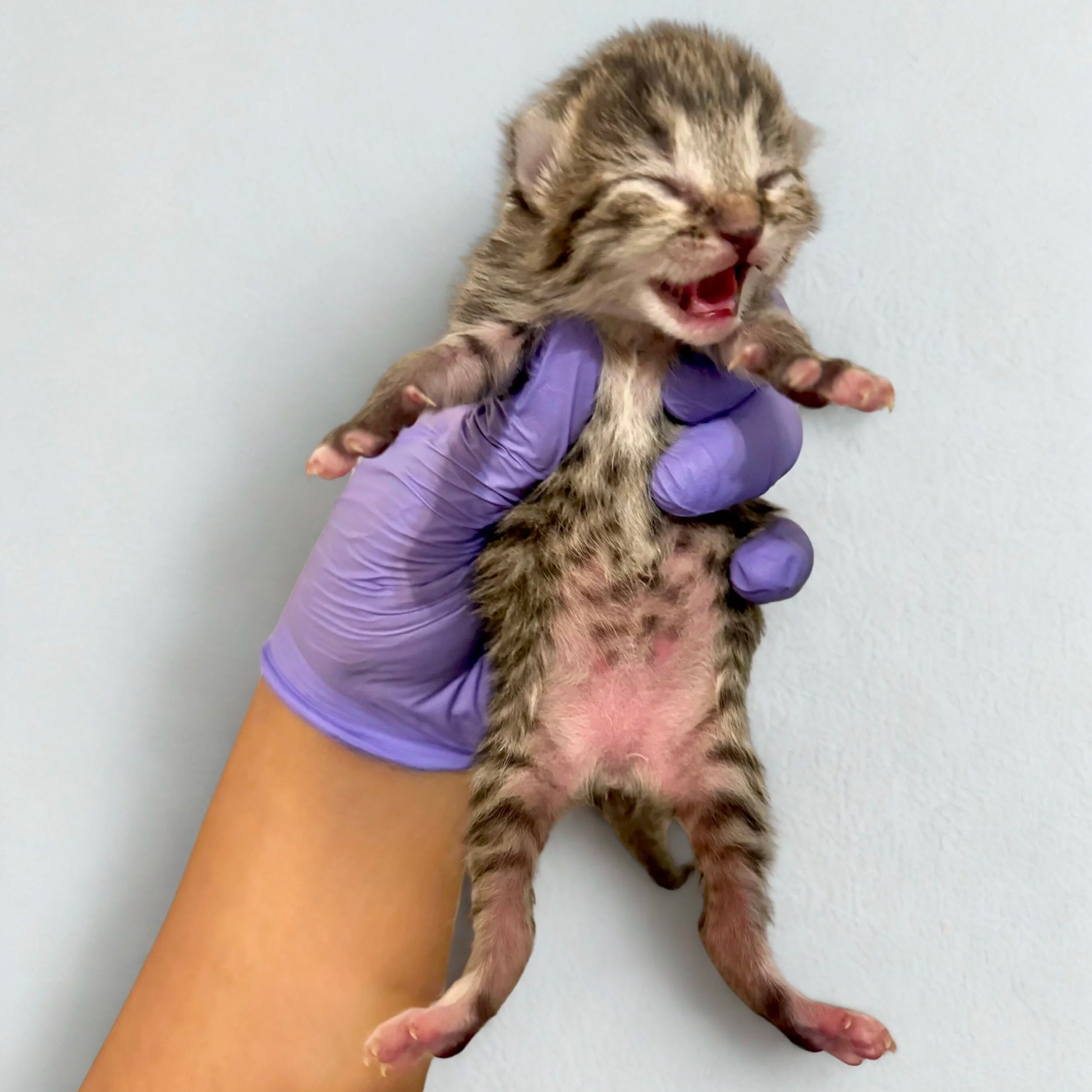 Furballs Cat Rescue