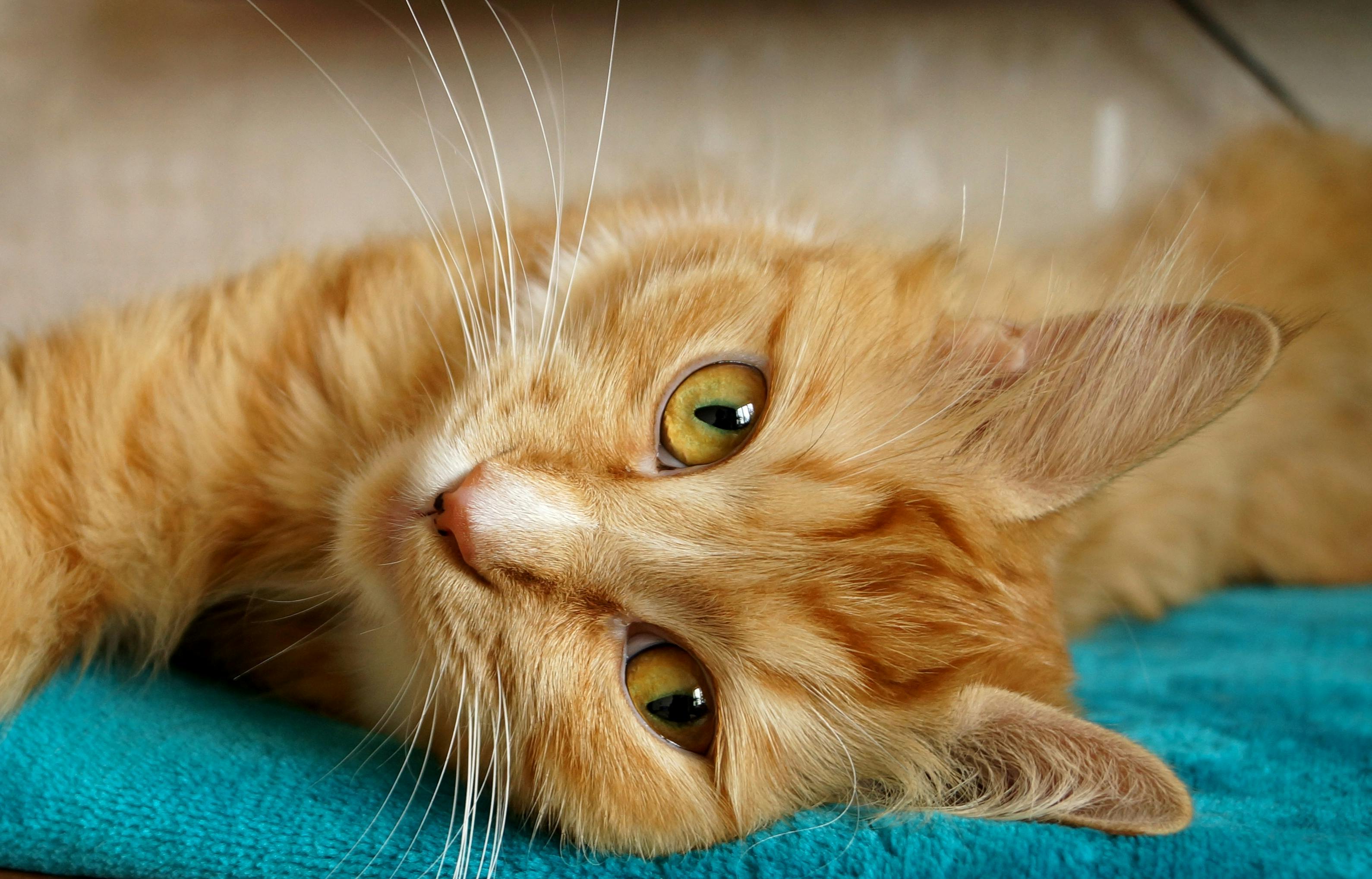 Furballs Cat Rescue